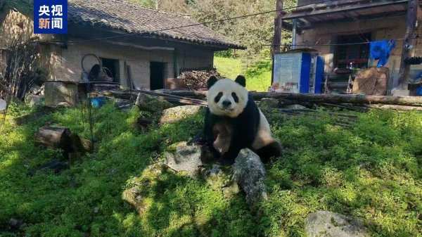 百盛证券 进村“串门”野生大熊猫多次“光顾”村民家